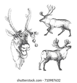  Vector set of hand drawn illustrations with polar christmas deers