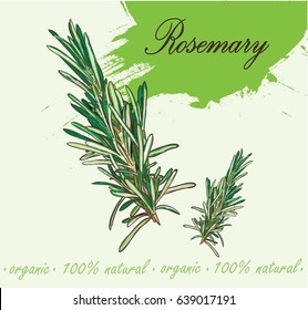 Vector set of hand drawn images of Rosemary. Organic spice and herb.