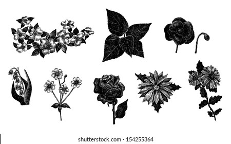 Vector set of hand drawn ink vintage flowers