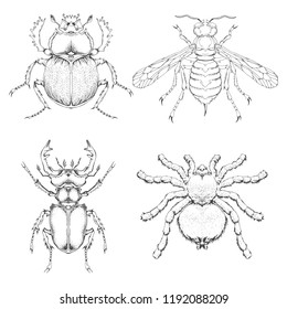 Vector set of hand drawn insects. Different insects in realistic style: stag beetle, scarab, wasp and spider. Collection isolated on white background. Monochrome.