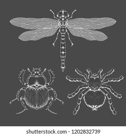 Vector set of hand drawn insects. Different insects in realistic style: spider tarantula, dragonfly and scarab. Collection isolated on black background. Monochrome.