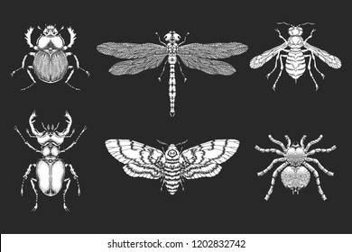 Vector set of hand drawn insects. Different insects in realistic style.  Collection isolated white silhouette on black background. 