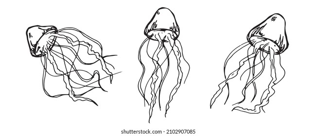 Vector set of hand drawn jellyfish illustration. Cute medusa sketch isolated on white background. For print, web, greeting card, design, decor.