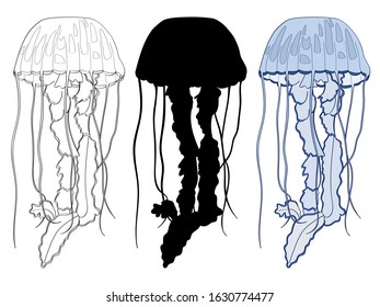 Vector set of hand drawn jellyfishes isolated on white background