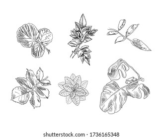 Vector Set of hand drawn Leaves,black Drawings isolated on white Background, skethed Illustration