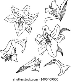 Vector set of hand drawn lilies and leaves isolated on white background. Outline flowers are element for design. Hand-drawn contour lines