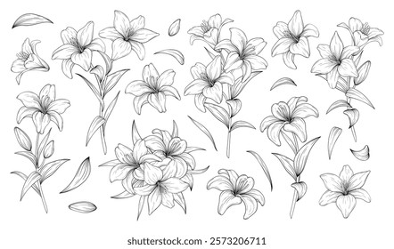 Vector set of hand drawn lily flowers line art