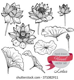 Vector set of hand drawn lotus flowers and leaves. Sketch floral botany collection in graphic black and white style. 