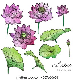 Vector set of hand drawn lotus flowers and leaves. Floral botany collection in graphic style with watercolor texture