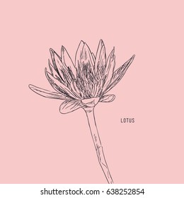 Vector set of hand drawn lotus flower , sketch style vector.