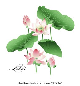 Vector set of hand drawn lotus flowers and leaves background. Watercolor.