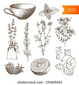 Vector set of hand drawn medical herbs and plants isolated on white. Tea elements collection