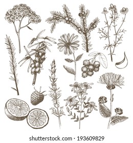 Vector set of hand drawn medical herbs and plants isolated on white