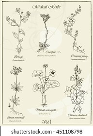 Vector set of hand drawn medical herbs and plants. Herbal set. Vector illustration. Vintage collection of hand drawn medical herbs and plants. 