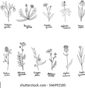 vector set of hand drawn medical herbs, line drawing plants with latin names, isolated floral elements