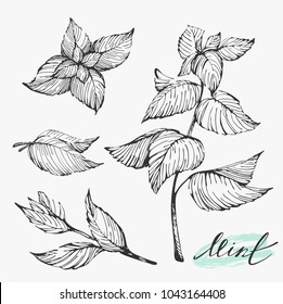 Vector set with hand drawn mint