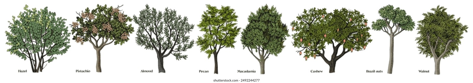 Vector set of hand drawn nut trees