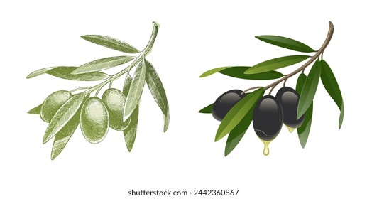 Vector set with hand drawn olive branches.