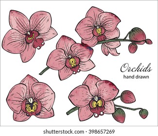Vector set of hand drawn orchid branches with flowers. Floral botany collection in graphic style with watercolor texture