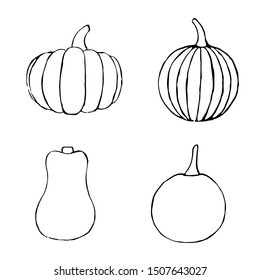 Vector set of hand drawn outline pumpkins. Sketch of garden vegetable. Black doodle illustration of seasonal autumn crop harvesting. Isolated contour image