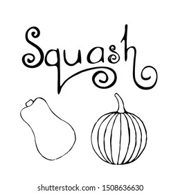 Vector set of hand drawn outline pumpkins and sqaush text. Hand drawn sketch of garden vegetable and lettering. Black doodle illustration of seasonal autumn crop harvesting. Isolated contour image