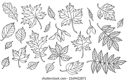 conjunto vectorial de hojas de contorno dibujadas a mano