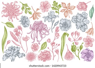 Vector set of hand drawn pastel japanese chrysanthemum, blackberry lily, eucalyptus flower, anemone, iris japonica, sakura