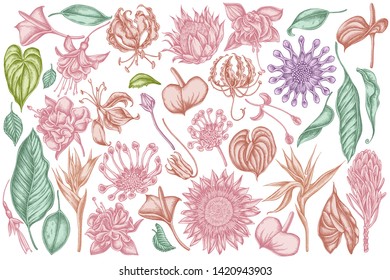 Vector set of hand drawn pastel african daisies, fuchsia, gloriosa, king protea, anthurium, strelitzia