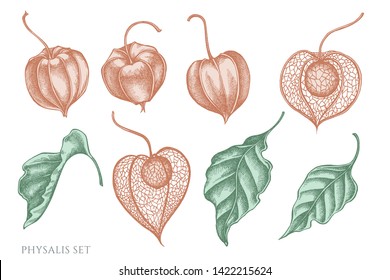 Vector set of hand drawn pastel physalis