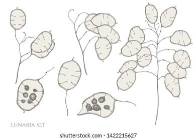 Vector set of hand drawn pastel lunaria