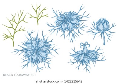 Vector set of hand drawn pastel black caraway