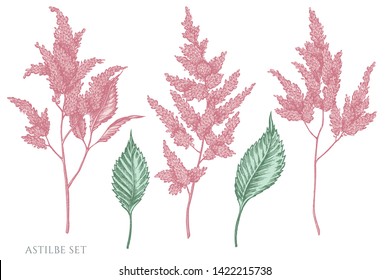Vector set of hand drawn pastel astilbe