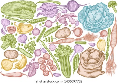 Vector set of hand drawn pastel onion, garlic, pepper, broccoli, radish, green beans, potatoes, cherry tomatoes, peas, celery, beet, greenery, chinese cabbage, cabbage, carrot