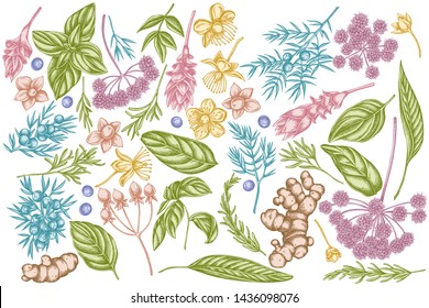 Vector set of hand drawn pastel angelica, basil, juniper, hypericum, rosemary, turmeric