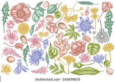 Vector set of hand drawn pastel almond, dandelion, ginger, poppy flower, passion flower, tilia cordata