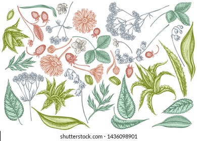 Vector set of hand drawn pastel aloe, calendula, lily of the valley, nettle, strawberry, valerian