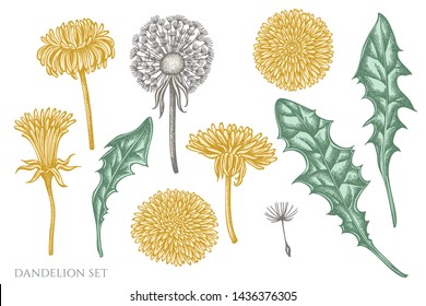 Vector set of hand drawn pastel dandelion