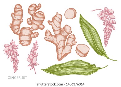Vector set of hand drawn pastel ginger