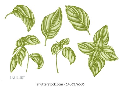 Vector set of hand drawn pastel basil