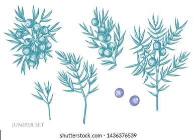 Vector set of hand drawn pastel juniper