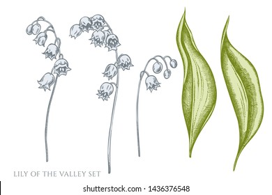 Vector set of hand drawn pastel lily of the valley