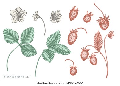 Vector set of hand drawn pastel strawberry