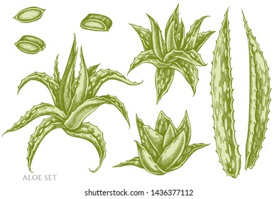 Vector set of hand drawn pastel aloe