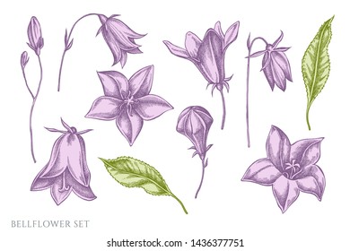 Vector set of hand drawn pastel bellflower