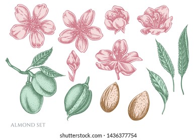 Vector set of hand drawn pastel almond