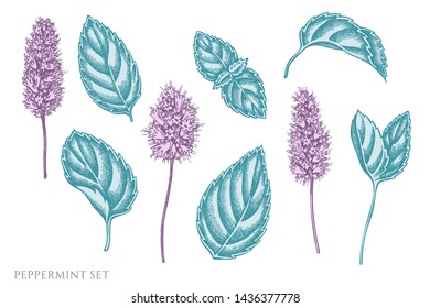 Vector set of hand drawn pastel peppermint