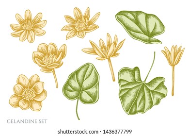 Vector set of hand drawn pastel celandine
