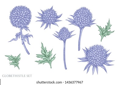 Vector set of hand drawn pastel globethistle