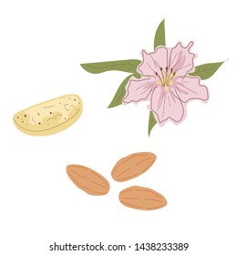 Vector set of hand drawn pastel almond