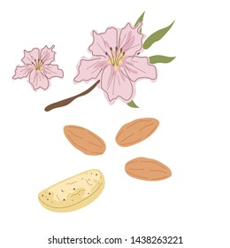Vector set of hand drawn pastel almond
